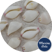 8346-P1 - Cowrie Shell - Little Egg - Project Pack